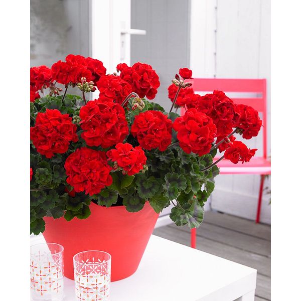 Pelargoni Bernd 3 kpl