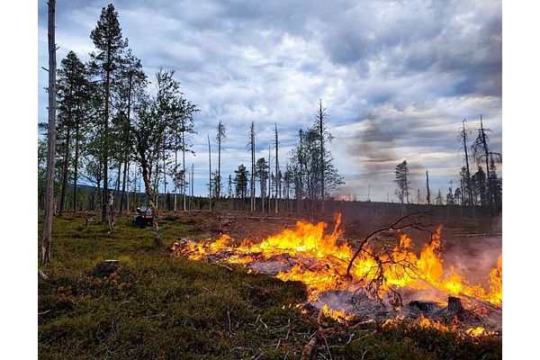 Metsähallitus kulottaa metsää Sotkamossa – Ulkopuolisten tulee välttää polttoalueilla liikkumista
