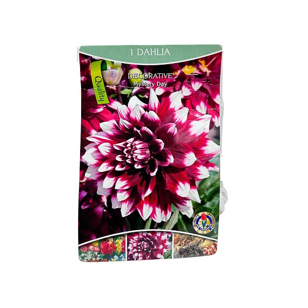 Daalia Decorative Mystery Day