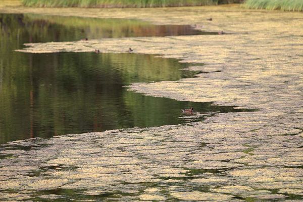 Viherlevä kaasuuntuu Vuokatin Jäätiönlammessa – ”Äärettömän etovan näköinen”