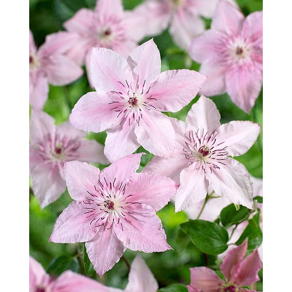 Loistokärhö Pink Fantasy 3 kpl
