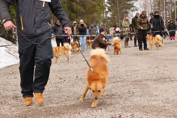 Vuokatti Dog Show tuo kesäkuussa satoja koiria Vuokattiin
