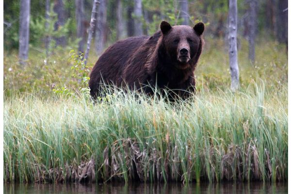 Pedot tappoivat 15 lammasta Sotkamossa reilun kuukauden aikana, uusi löytö tiistai-iltana