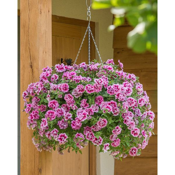 Kerrattu petunia Francesca