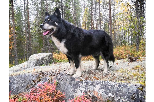 Kaksi sutta hyökkäsi sotkamolaisen koiran kimppuun, paikalla ollut koiranomistaja näki alueella viisi sutta