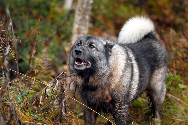 Susi hyökkäsi hirvikoiran kimppuun Maanselässä – Metsästäjä ampui suden